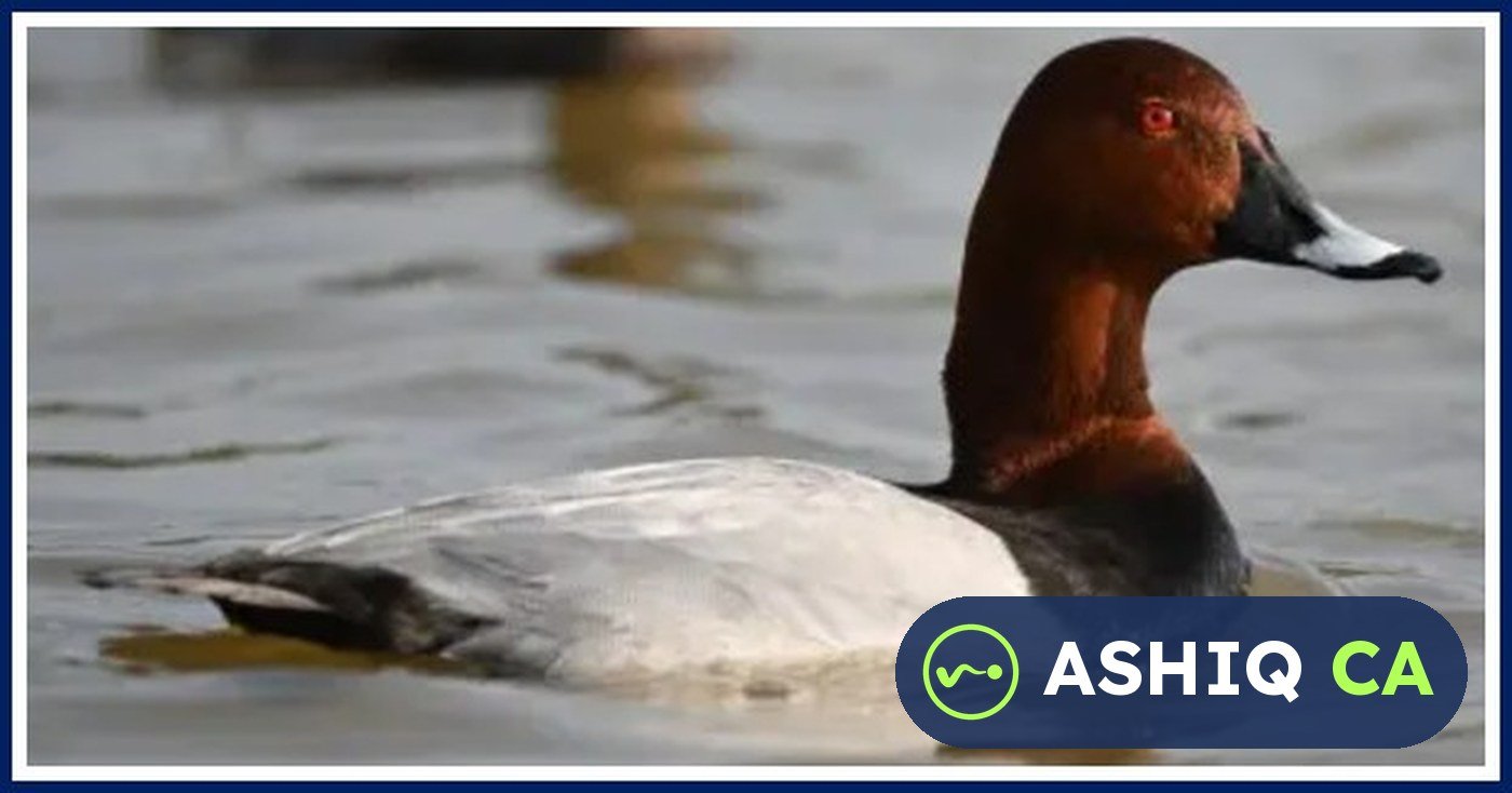 India's Ramsar Sites Rise to 103: Sukhna Wetland and Sauj Jheel Added