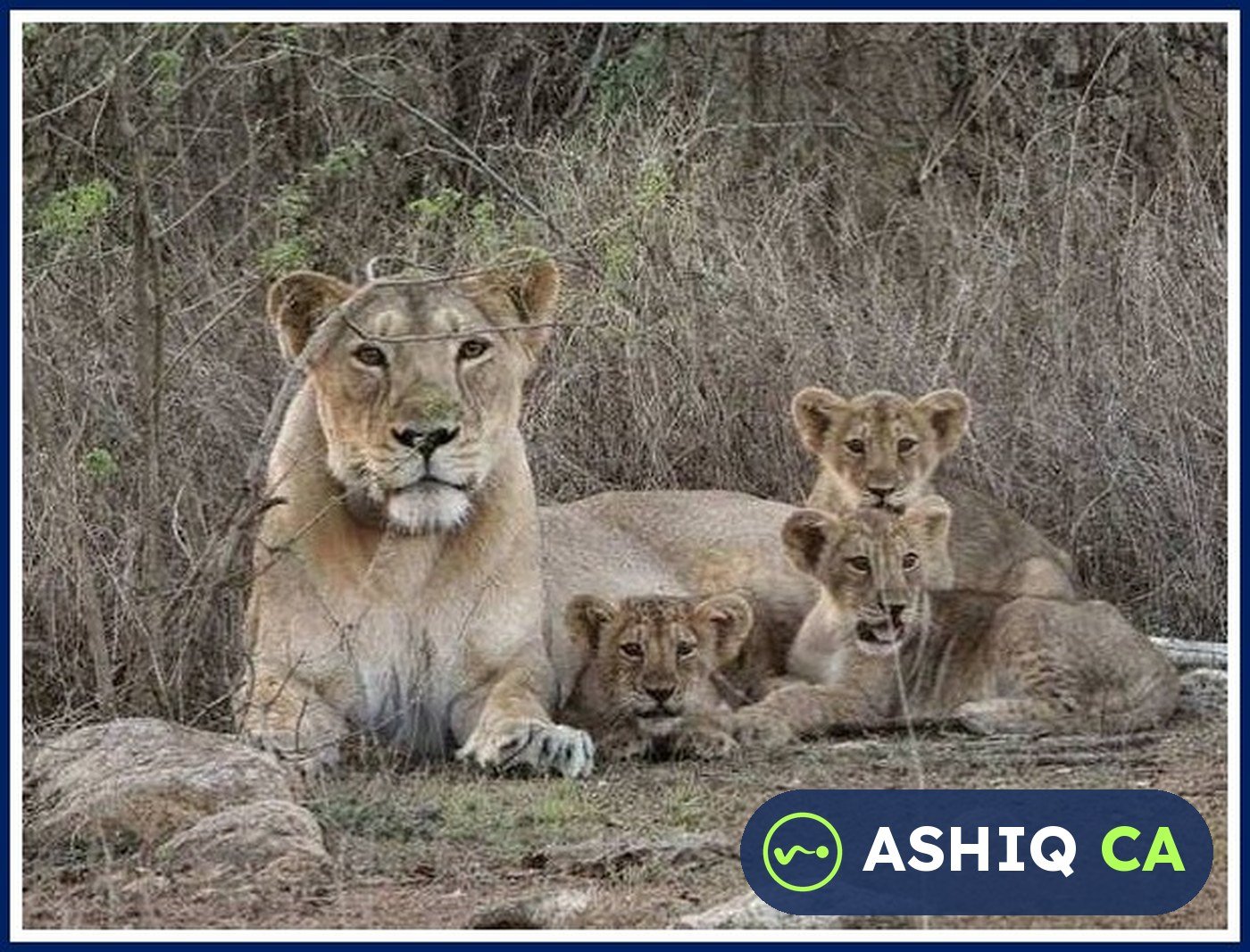 Asiatic Lions Return to Gujarat's Barda Wildlife Sanctuary after 144 Years