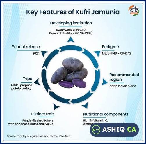 Kufri Jamunia: ICAR's Biofortified Purple Potato to Fight Hidden Hunger