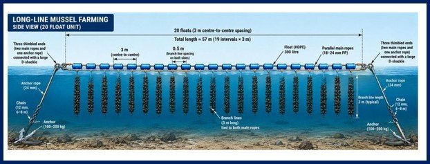 ICAR-CMFRI Launches Open-Sea Mussel Longline Farming Unit at Vizhinjam