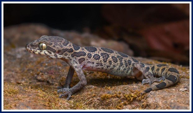 Bauxite Mining Plan Threatens Rare Jeypore Ground Gecko in Odisha