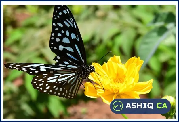 Lakhs of Butterflies Migrate from Eastern to Western Ghats | Current Affairs 23 October 2026