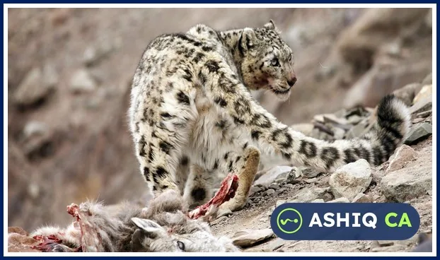 International Snow Leopard Day: India Has 718 Snow Leopards; IBCA Gets Diplomatic Privileges | Daily Current Affairs 24 October 2026